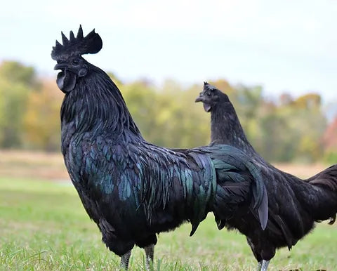 AYAM CEMANI CHICKEN