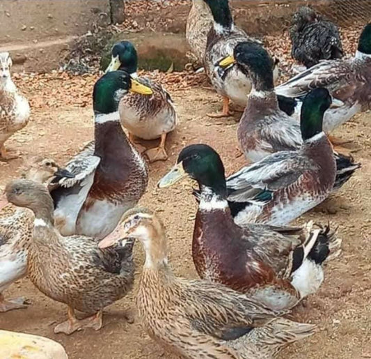 Bata Mallard/Mallard Ducks