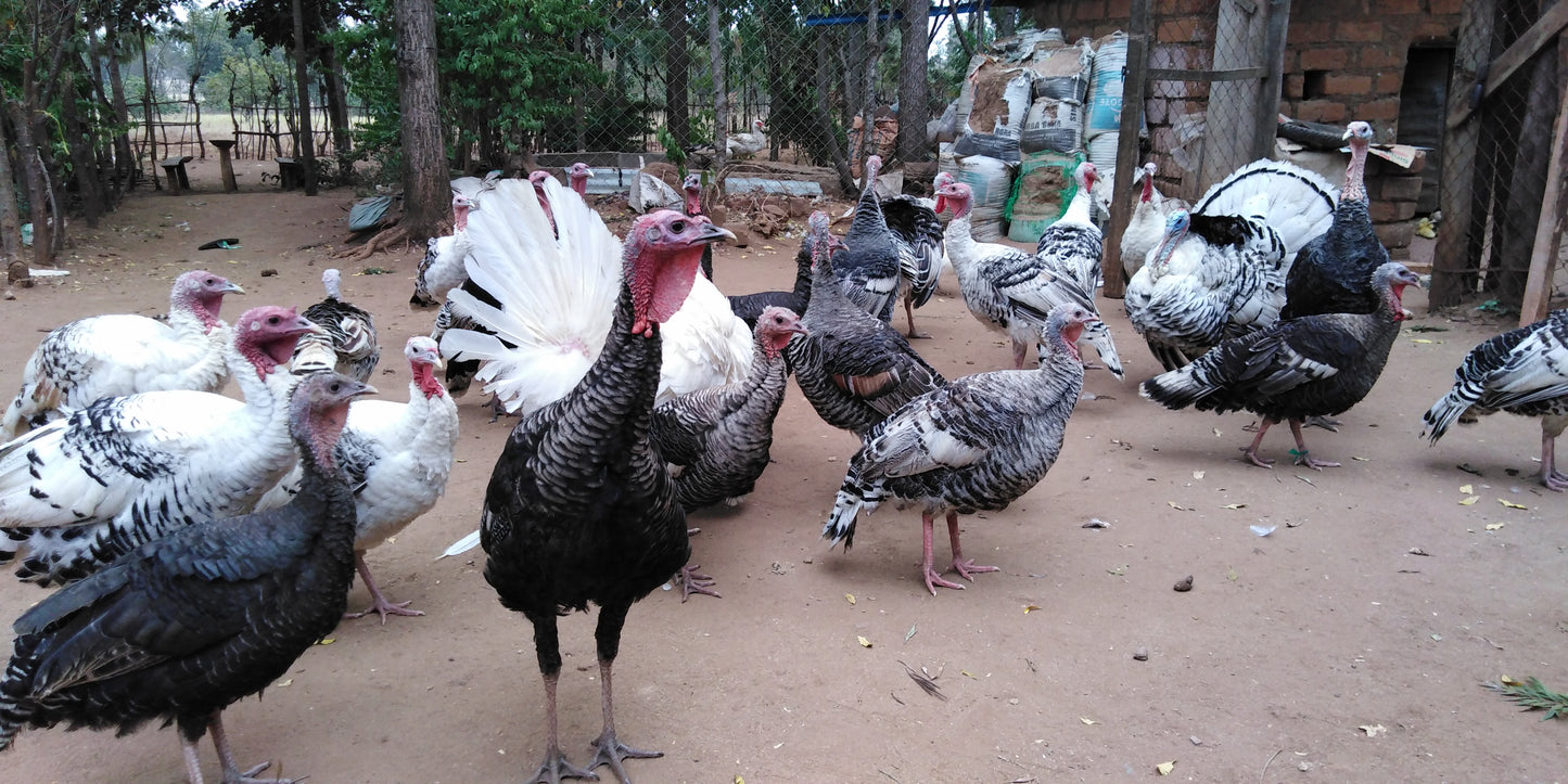 Bata Mzinga/Turkeys