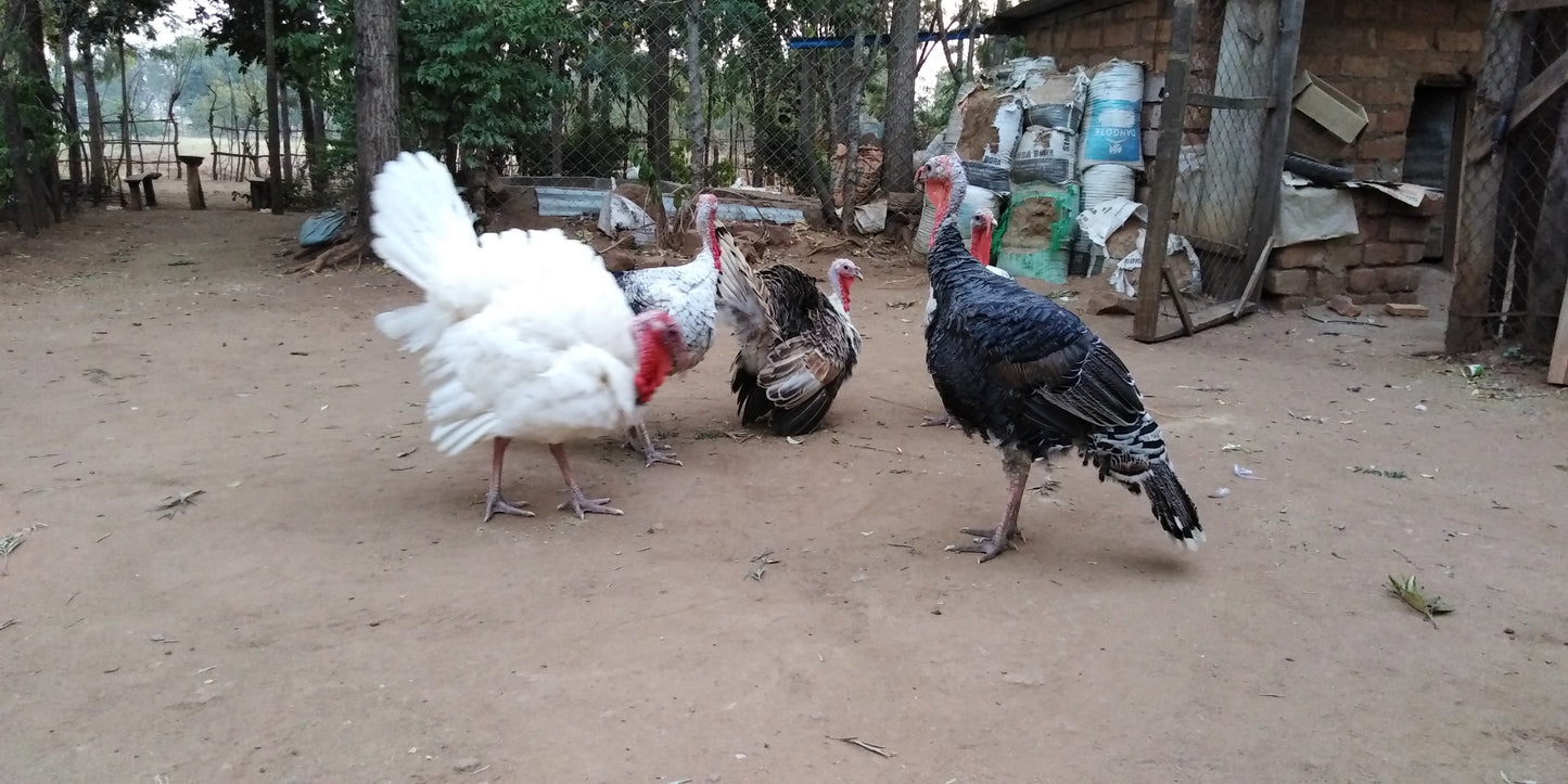 Bata Mzinga/Turkeys