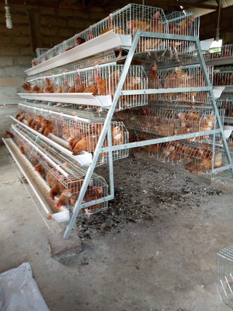 A-Type Chicken Cages