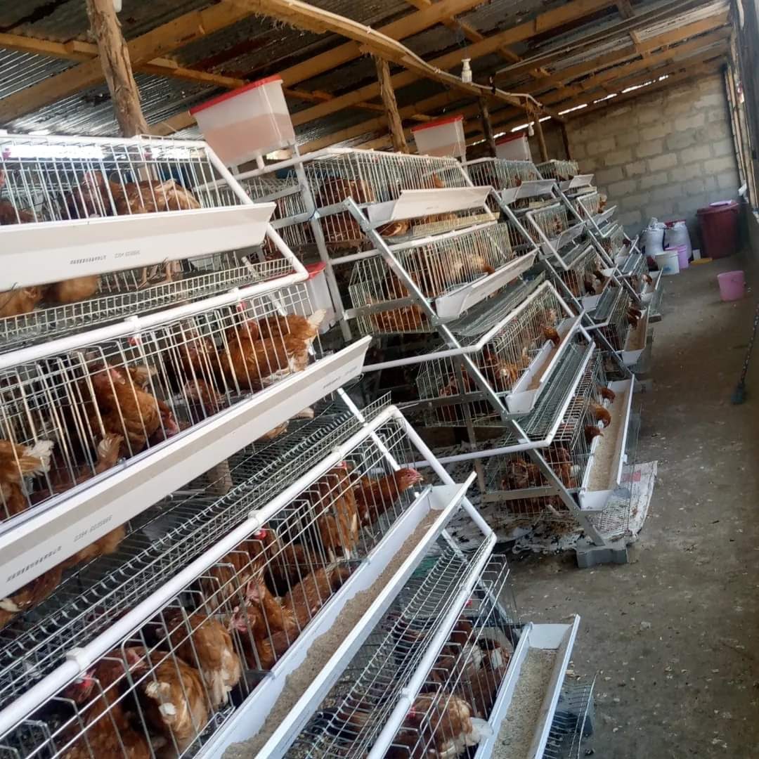 A-Type Chicken Cages