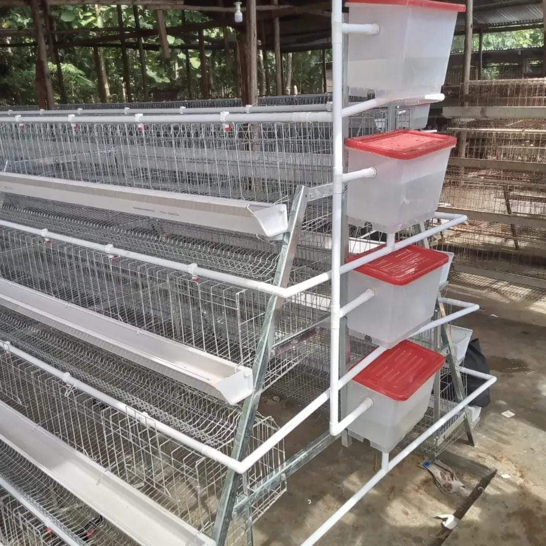 A-Type Chicken Cages