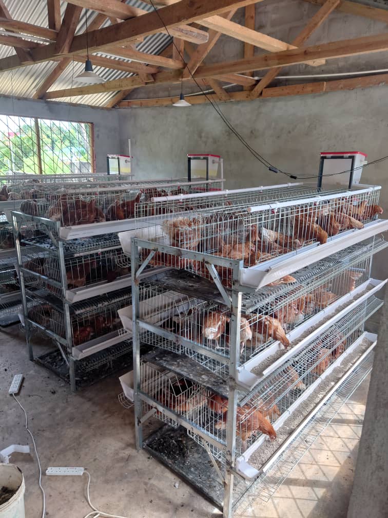 H-TYPE CHICKEN CAGES