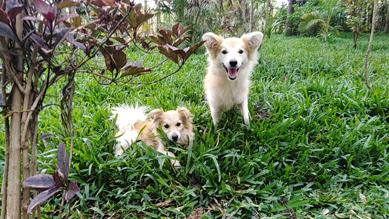 Mbwa Aina ya Japanese Spitz