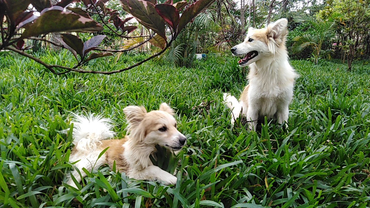 Mbwa Aina ya Japanese Spitz