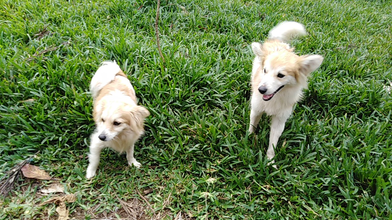 Mbwa Aina ya Japanese Spitz