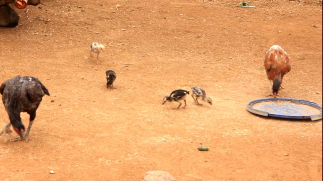 Kuku Kuchi/Aseel Chicken