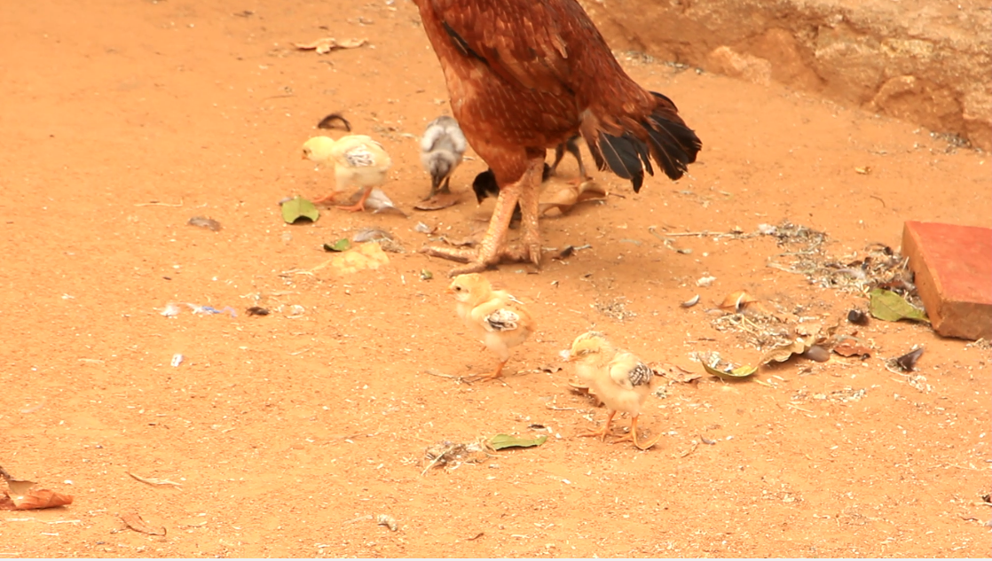 Kuku Kuchi/Aseel Chicken