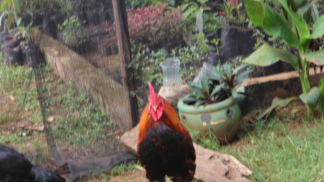 Kuku wa Kienyeji/Local chicken breed