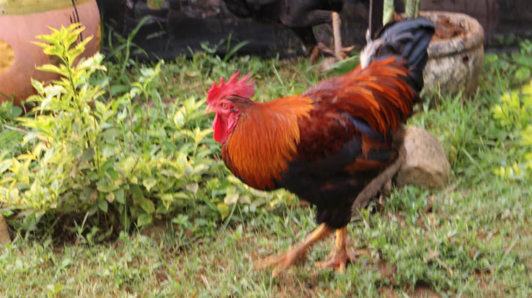 Kuku wa Kienyeji/Local chicken breed