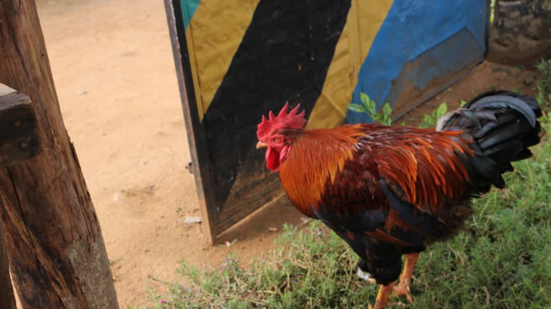 Kuku wa Kienyeji/Local chicken breed