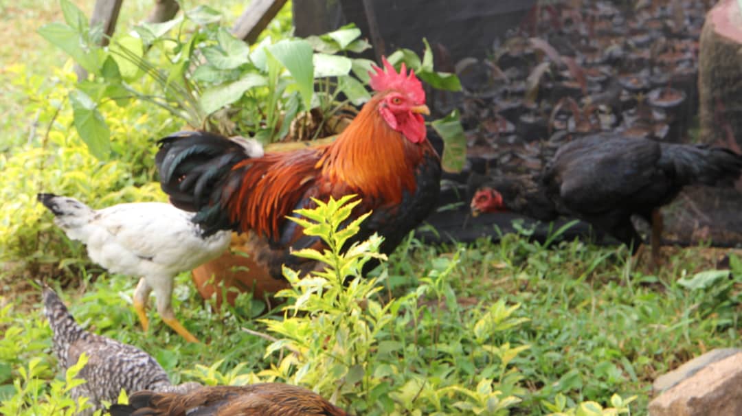 Kuku wa Kienyeji/Local chicken breed