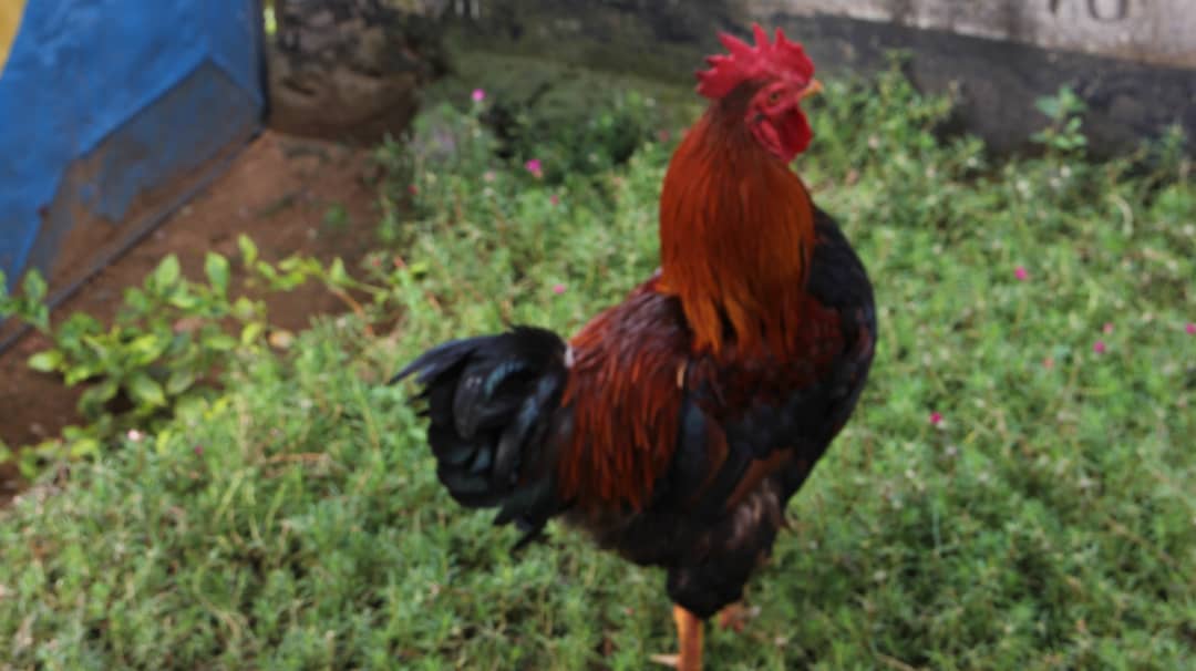 Kuku wa Kienyeji/Local chicken breed