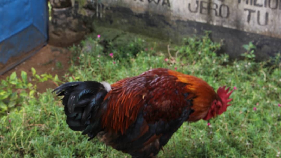 Kuku wa Kienyeji/Local chicken breed