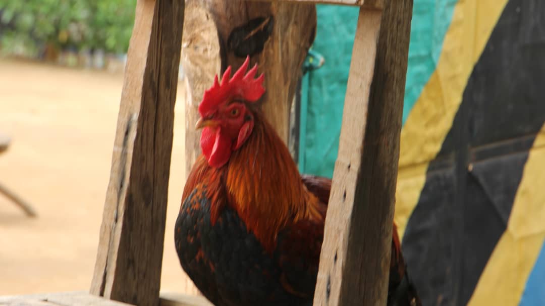 Kuku wa Kienyeji/Local chicken breed