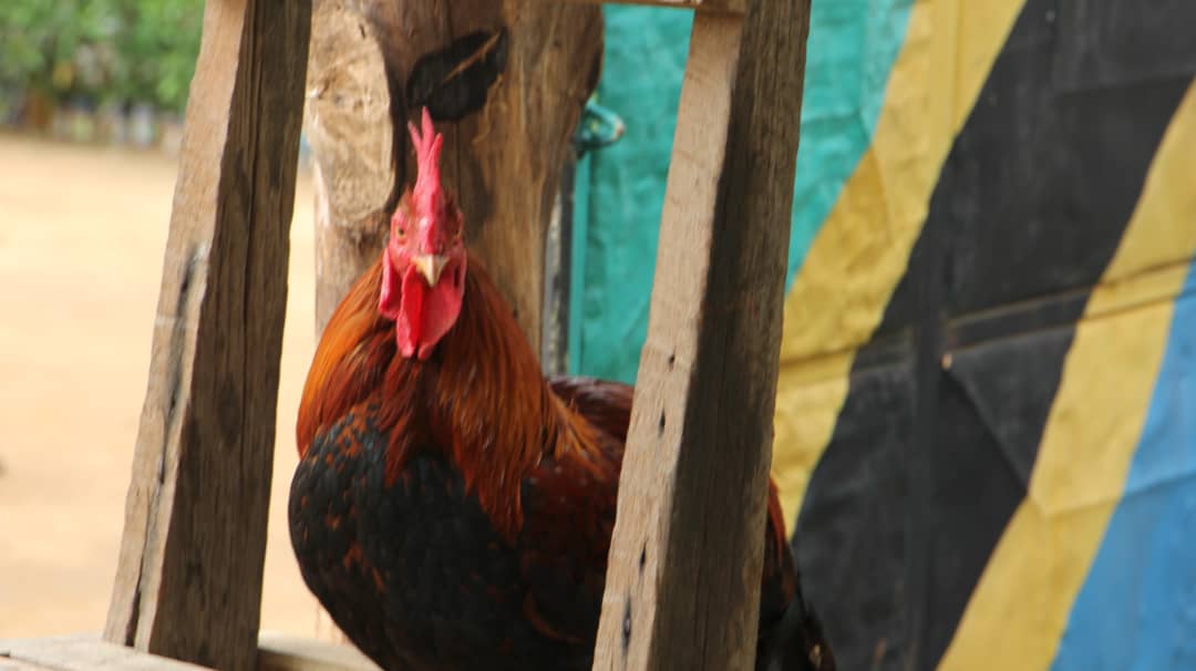 Kuku wa Kienyeji/Local chicken breed