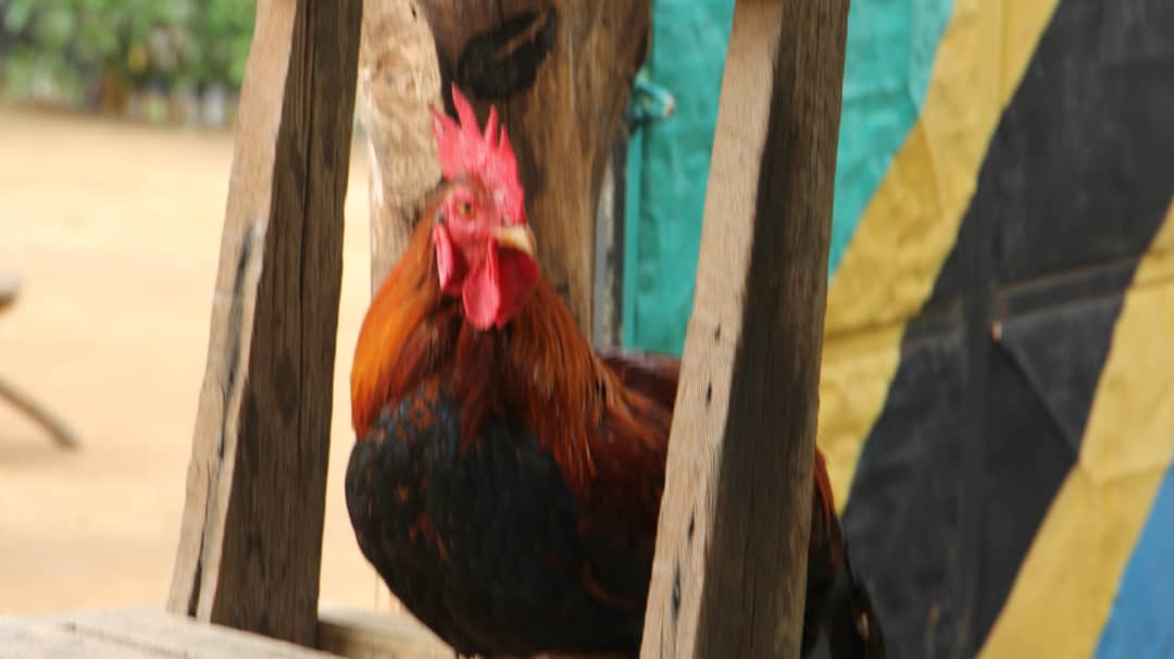 Kuku wa Kienyeji/Local chicken breed