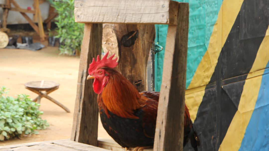 Kuku wa Kienyeji/Local chicken breed