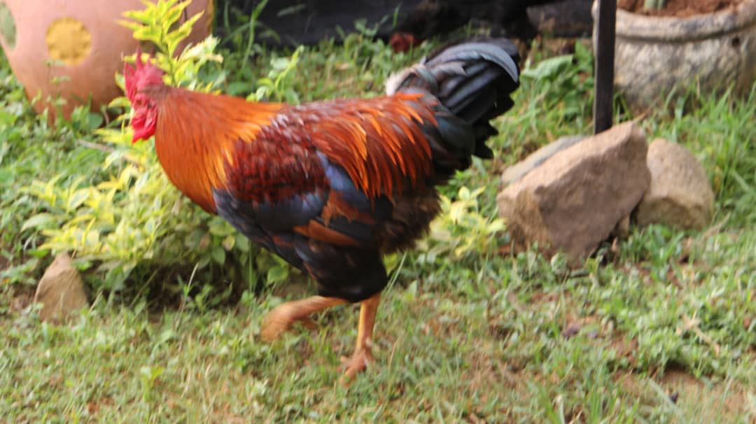 Kuku wa Kienyeji/Local chicken breed