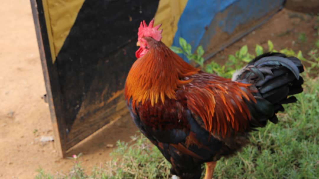 Kuku wa Kienyeji/Local chicken breed