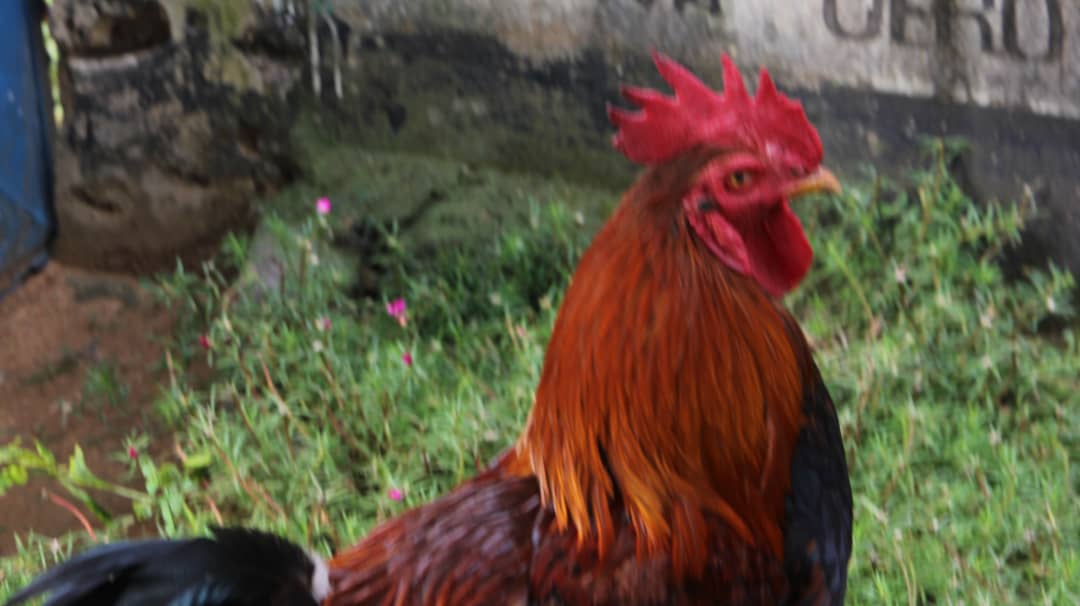 Kuku wa Kienyeji/Local chicken breed