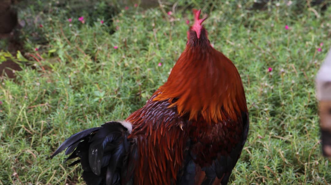 Kuku wa Kienyeji/Local chicken breed