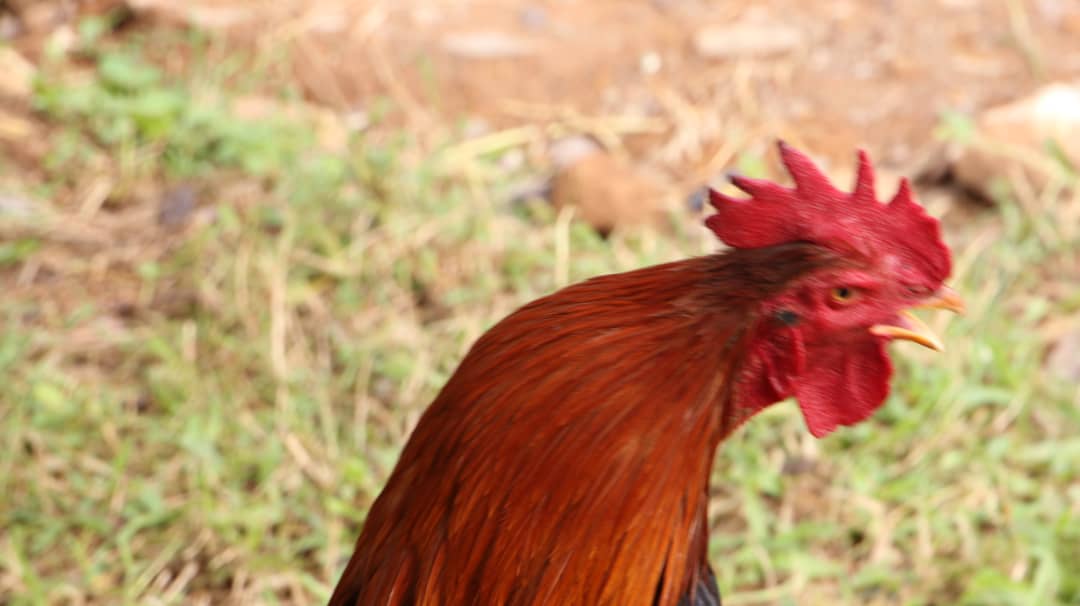 Kuku wa Kienyeji/Local chicken breed