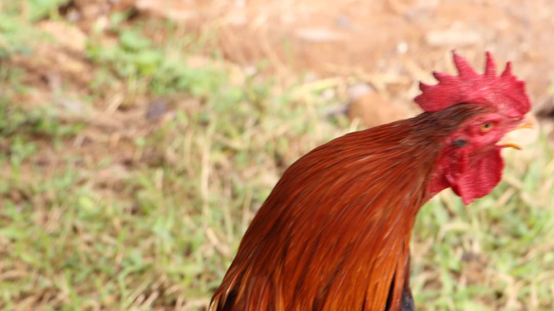 Kuku wa Kienyeji/Local chicken breed