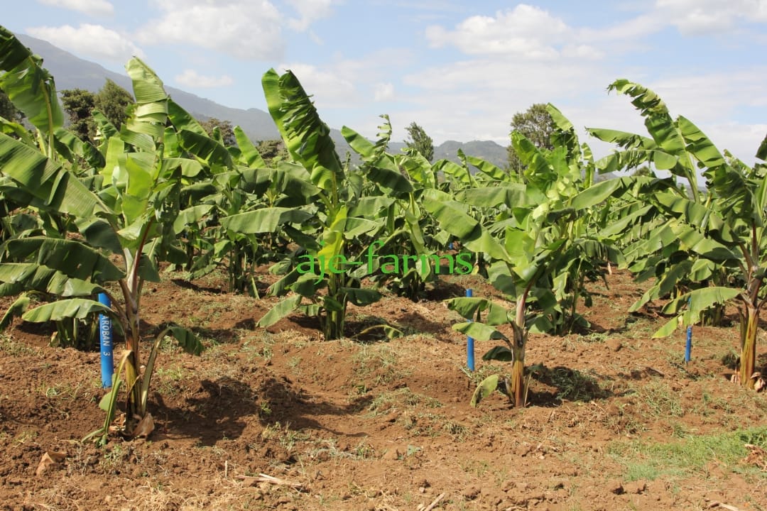 BANANA PLANTLETS - MACROPROPAGATED