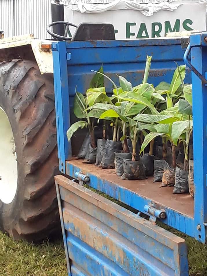 BANANA PLANTLETS - MACROPROPAGATED