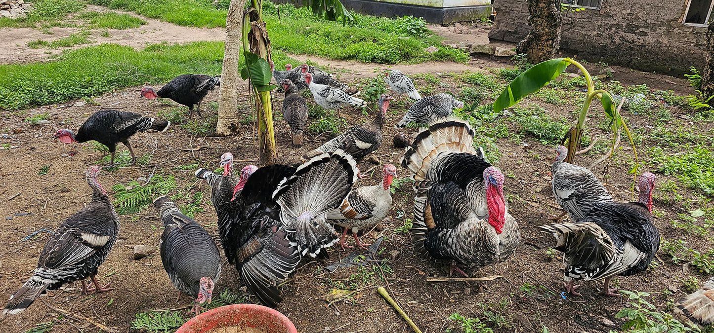 Bata Mzinga/Turkeys