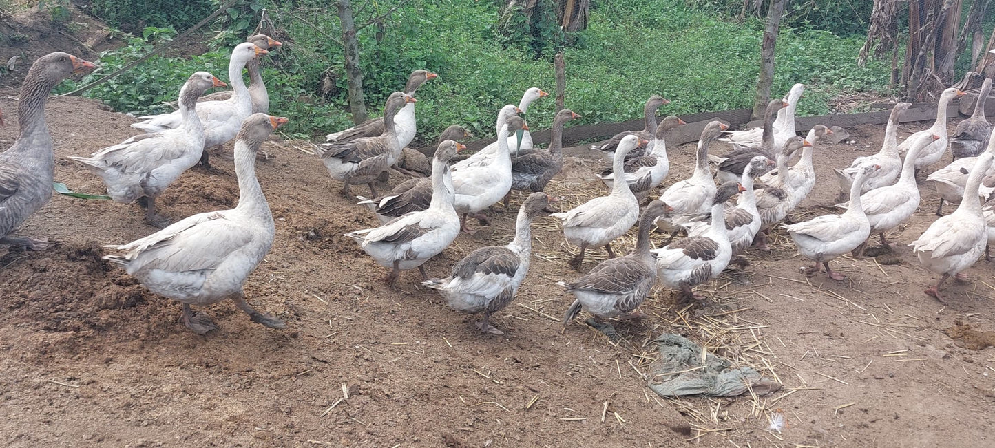 BATA BUKINI / Bukin ducks