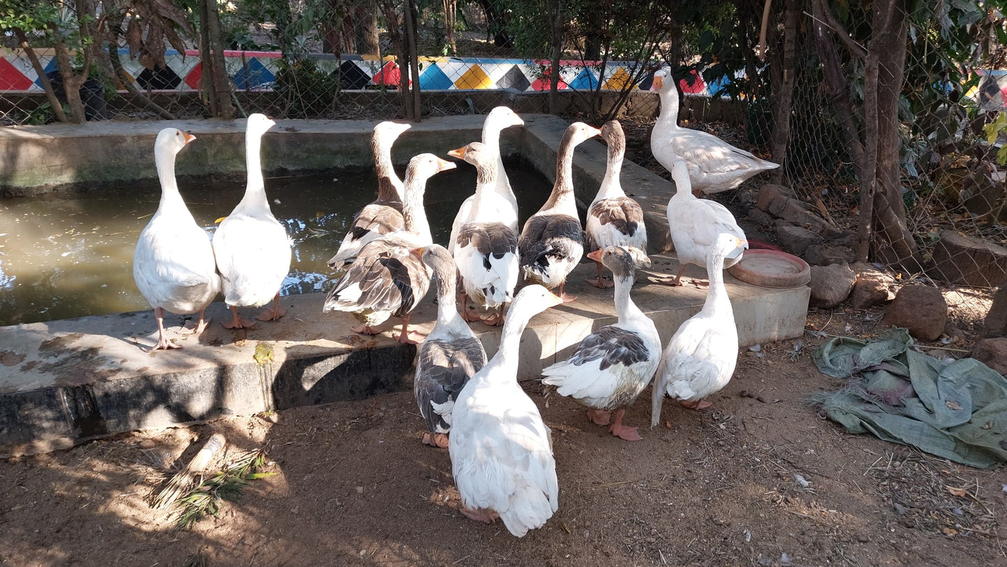 BATA BUKINI / Bukin ducks