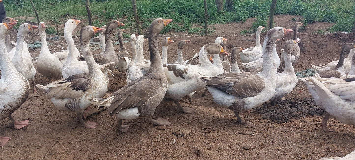 BATA BUKINI / Bukin ducks