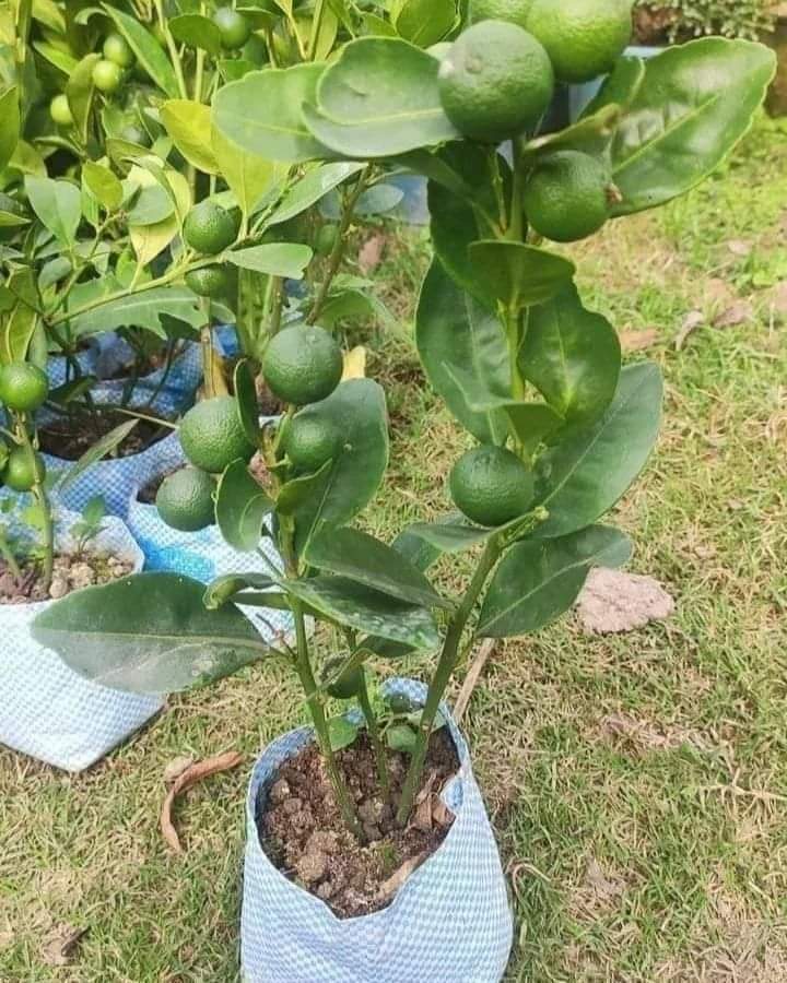 Orange seedlings