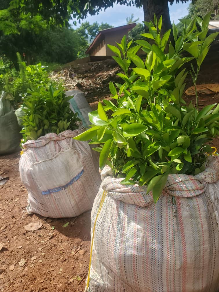 Orange seedlings