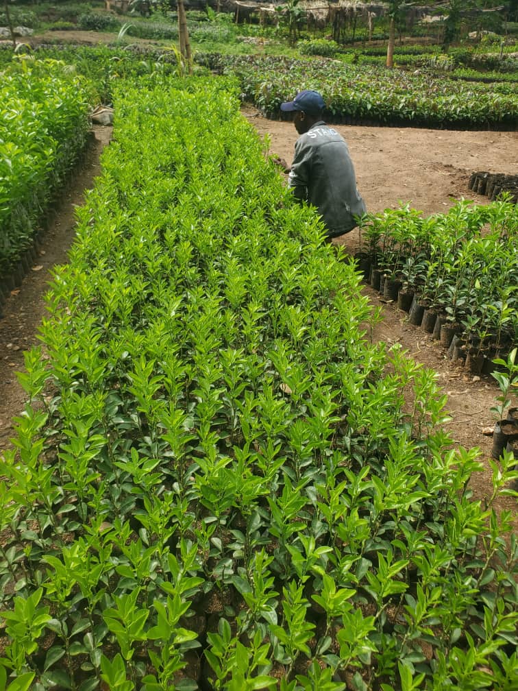 Orange seedlings