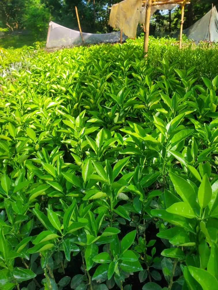 Orange seedlings