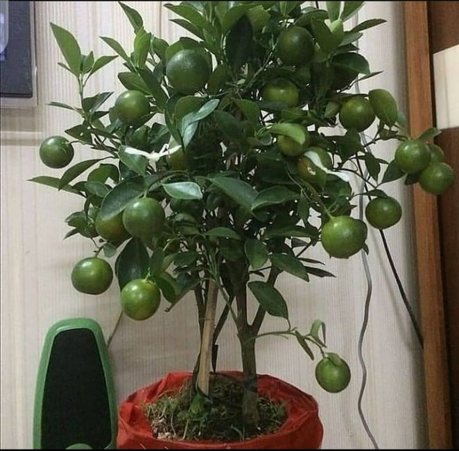 Orange seedlings