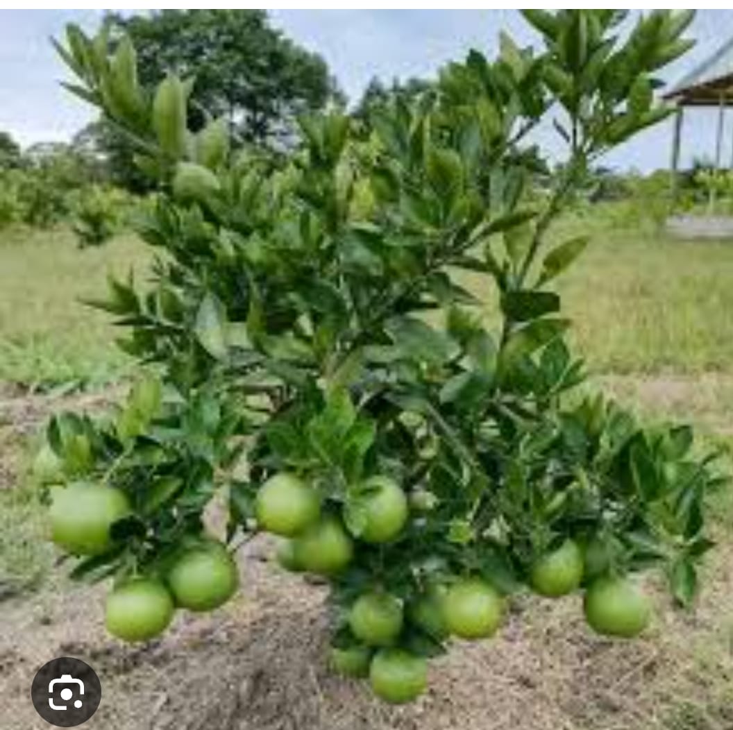 Orange seedlings