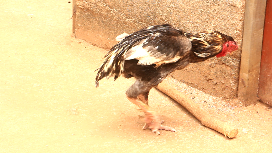 Kuku Kuchi/Aseel Chicken