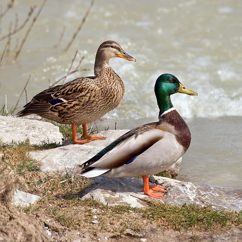 Bata Mallard/Mallard Ducks