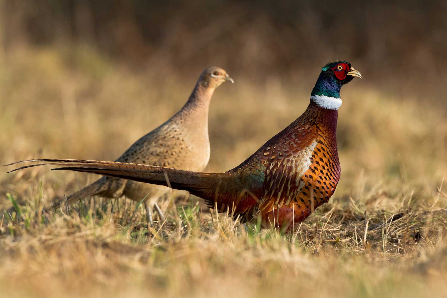 PHEASANT