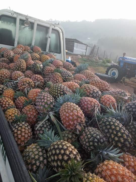 MICHE YA NANASI/PINEAPPLE SUCKERS